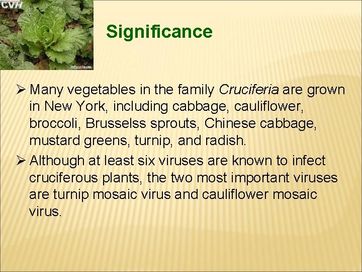 Significance Ø Many vegetables in the family Cruciferia are grown in New York, including