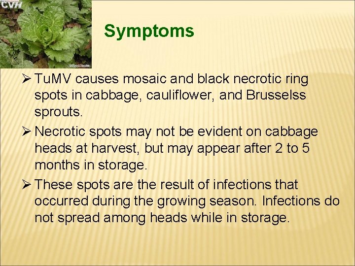 Symptoms Ø Tu. MV causes mosaic and black necrotic ring spots in cabbage, cauliflower,