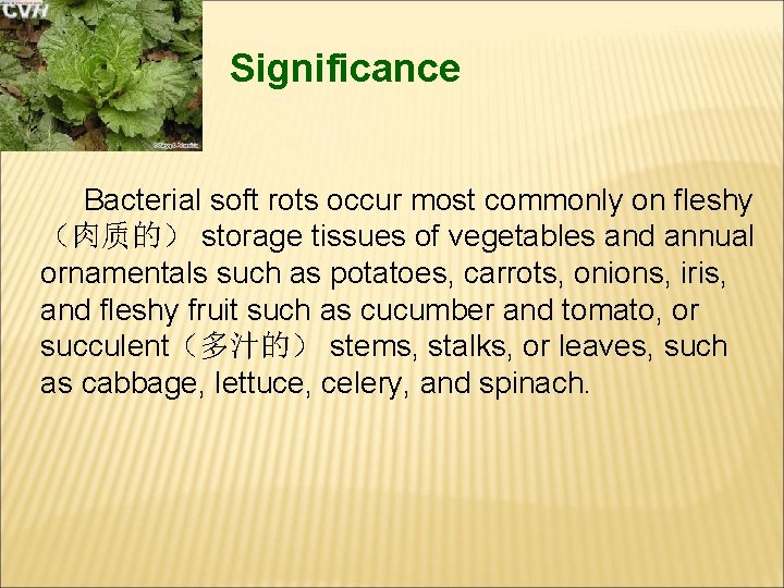 Significance Bacterial soft rots occur most commonly on fleshy （肉质的） storage tissues of vegetables