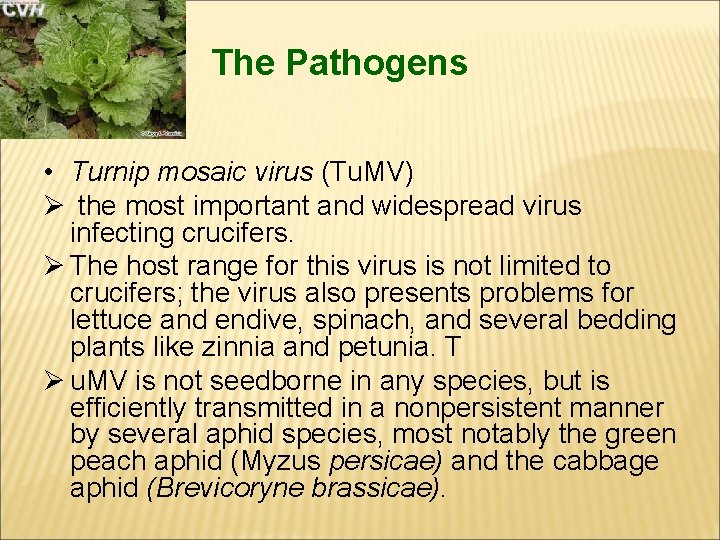 The Pathogens • Turnip mosaic virus (Tu. MV) Ø the most important and widespread