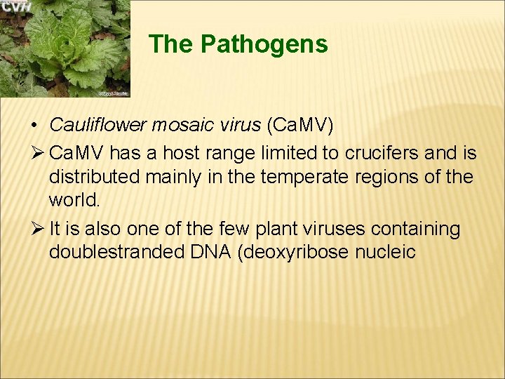 The Pathogens • Cauliflower mosaic virus (Ca. MV) Ø Ca. MV has a host