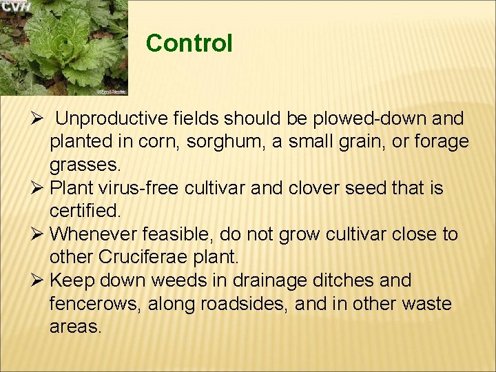 Control Ø Unproductive fields should be plowed-down and planted in corn, sorghum, a small