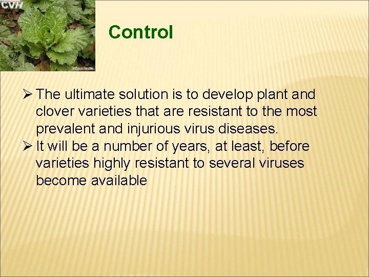 Control Ø The ultimate solution is to develop plant and clover varieties that are