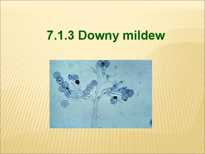 7. 1. 3 Downy mildew 