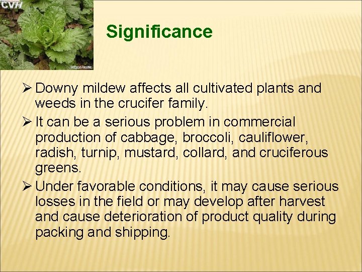 Significance Ø Downy mildew affects all cultivated plants and weeds in the crucifer family.