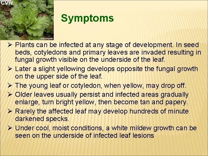 Symptoms Ø Plants can be infected at any stage of development. In seed beds,