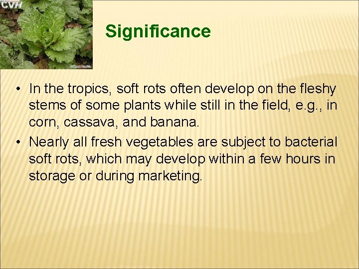 Significance • In the tropics, soft rots often develop on the fleshy stems of