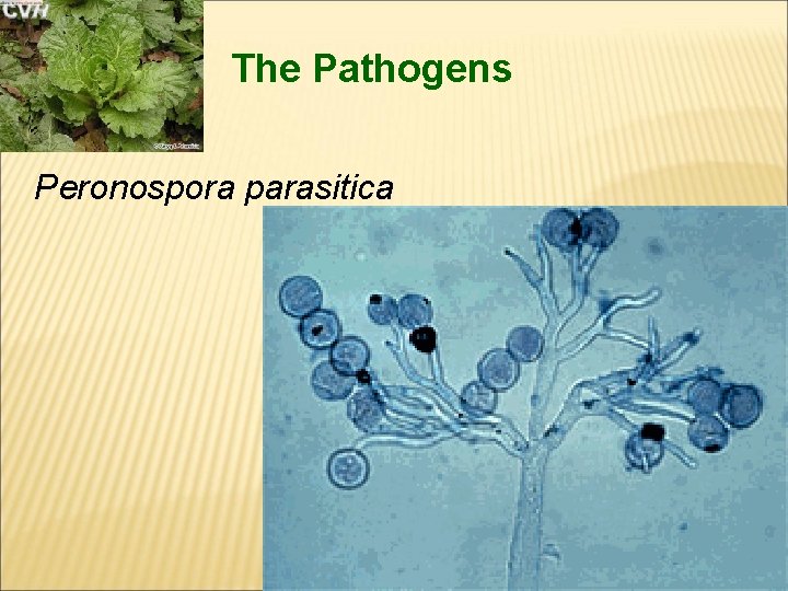 The Pathogens Peronospora parasitica 