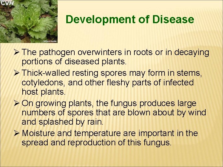 Development of Disease Ø The pathogen overwinters in roots or in decaying portions of