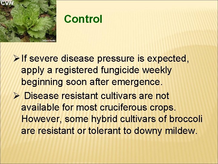 Control Ø If severe disease pressure is expected, apply a registered fungicide weekly beginning