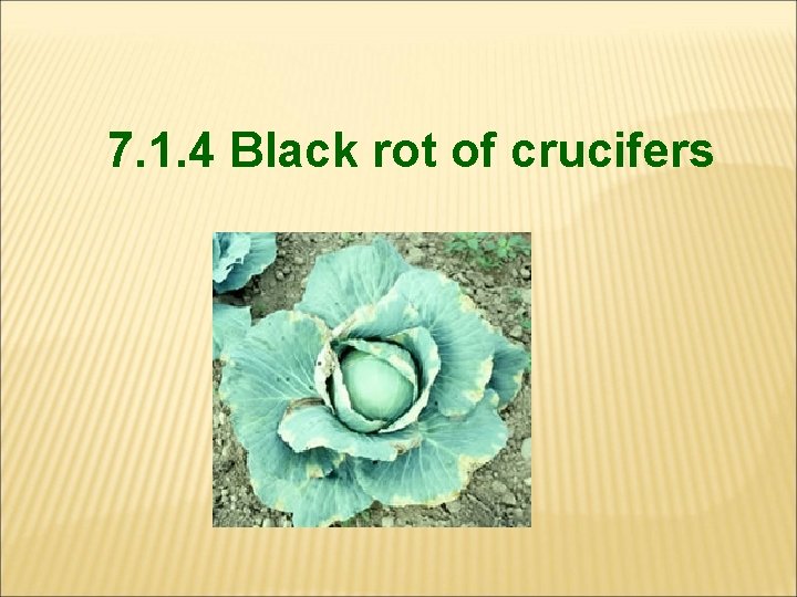 7. 1. 4 Black rot of crucifers 