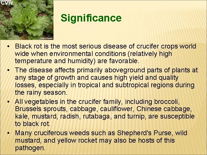 Significance • Black rot is the most serious disease of crucifer crops world wide