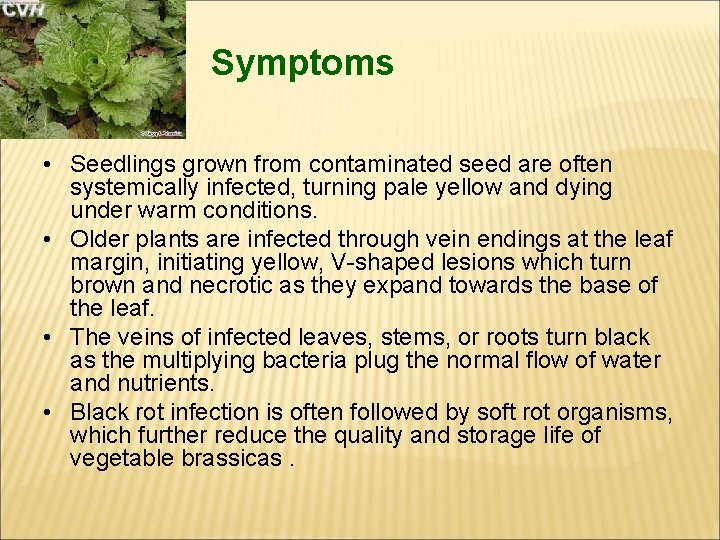 Symptoms • Seedlings grown from contaminated seed are often systemically infected, turning pale yellow