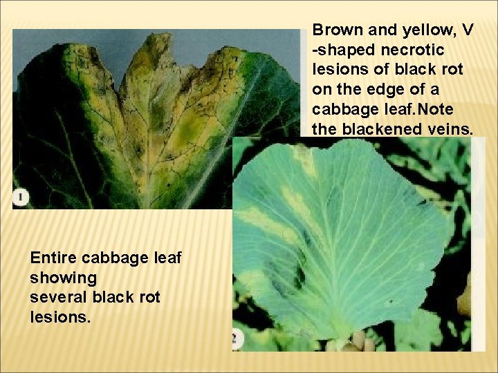 Brown and yellow, V -shaped necrotic lesions of black rot on the edge of