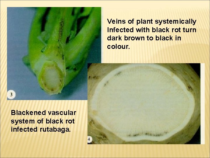 Veins of plant systemically Infected with black rot turn dark brown to black in