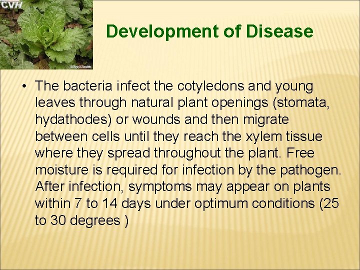 Development of Disease • The bacteria infect the cotyledons and young leaves through natural