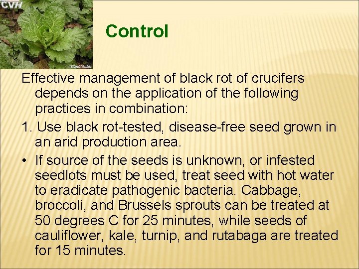 Control Effective management of black rot of crucifers depends on the application of the