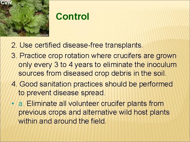 Control 2. Use certified disease-free transplants. 3. Practice crop rotation where crucifers are grown