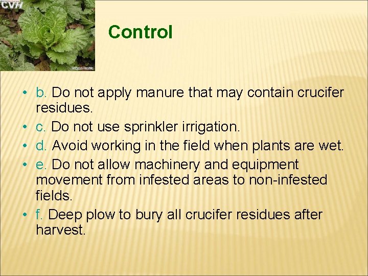 Control • b. Do not apply manure that may contain crucifer residues. • c.