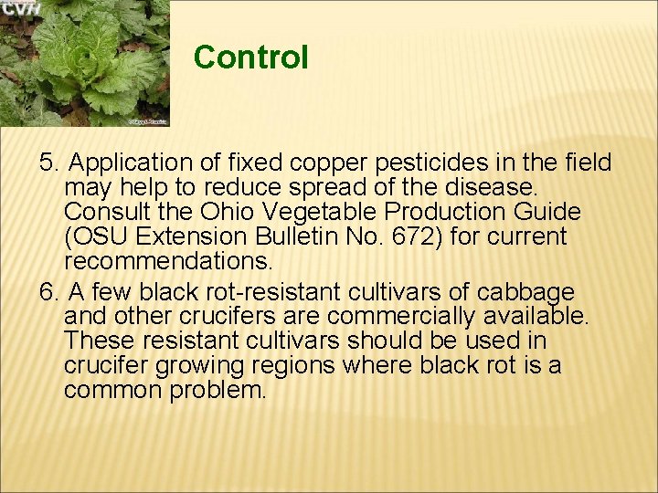 Control 5. Application of fixed copper pesticides in the field may help to reduce