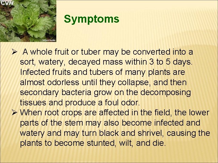 Symptoms Ø A whole fruit or tuber may be converted into a sort, watery,