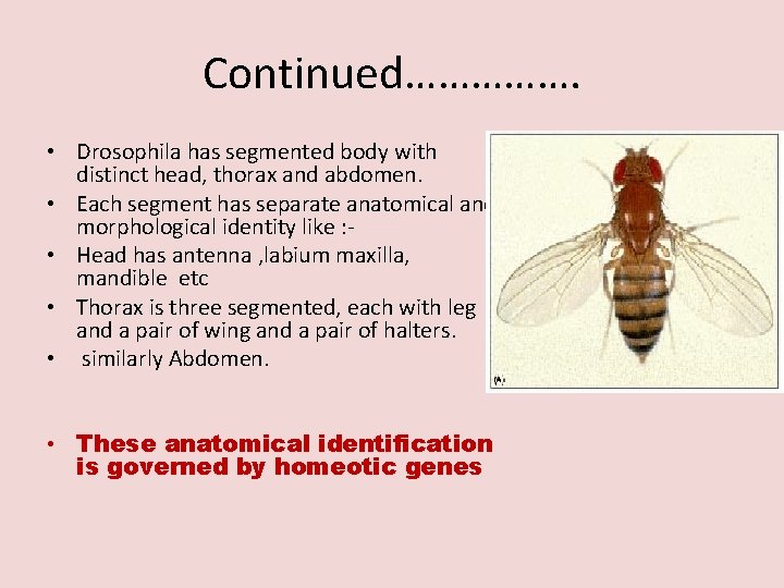 Continued……………. • Drosophila has segmented body with distinct head, thorax and abdomen. • Each