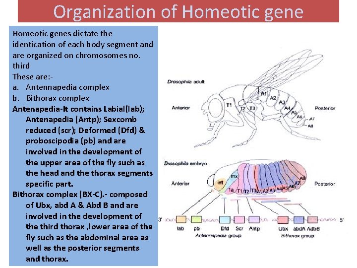 Organization of Homeotic genes dictate the identication of each body segment and are organized