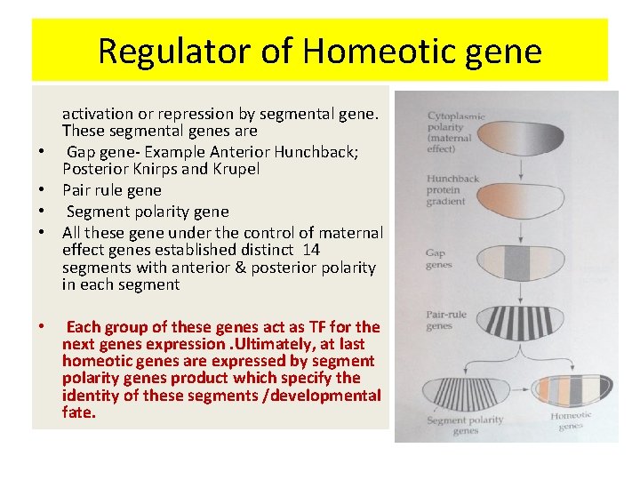 Regulator of Homeotic gene • • • activation or repression by segmental gene. These