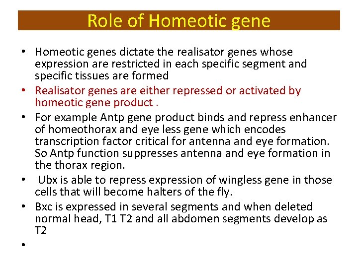 Role of Homeotic gene • Homeotic genes dictate the realisator genes whose expression are