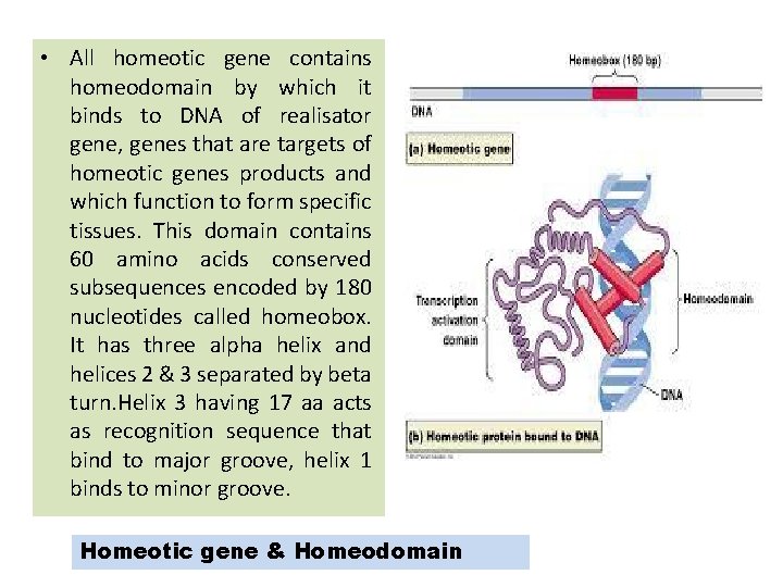 • All homeotic gene contains homeodomain by which it binds to DNA of