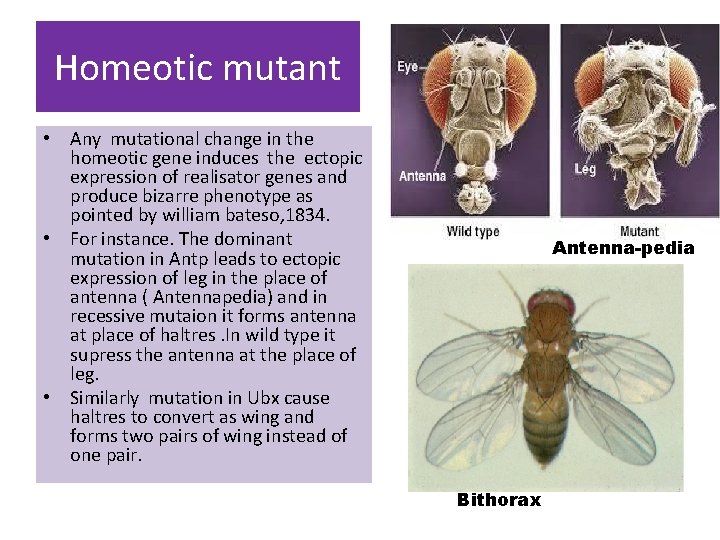 Homeotic mutant • Any mutational change in the homeotic gene induces the ectopic expression