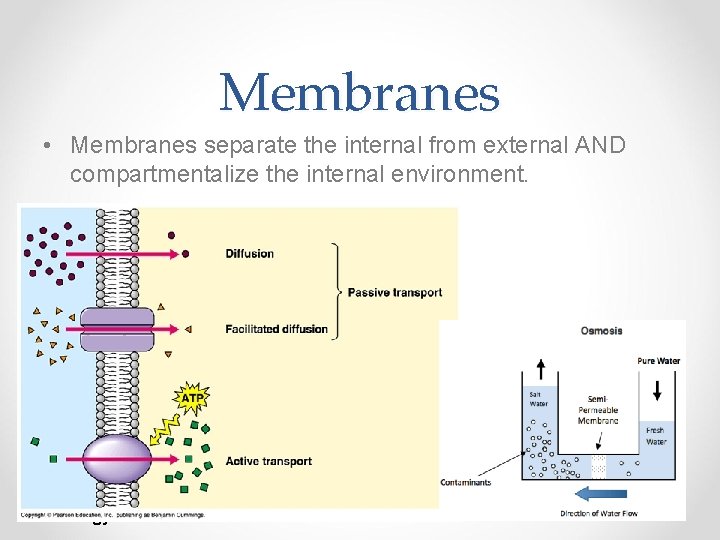 Membranes • Membranes separate the internal from external AND compartmentalize the internal environment. AP