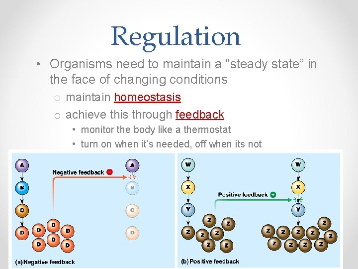 Regulation • Organisms need to maintain a “steady state” in the face of changing