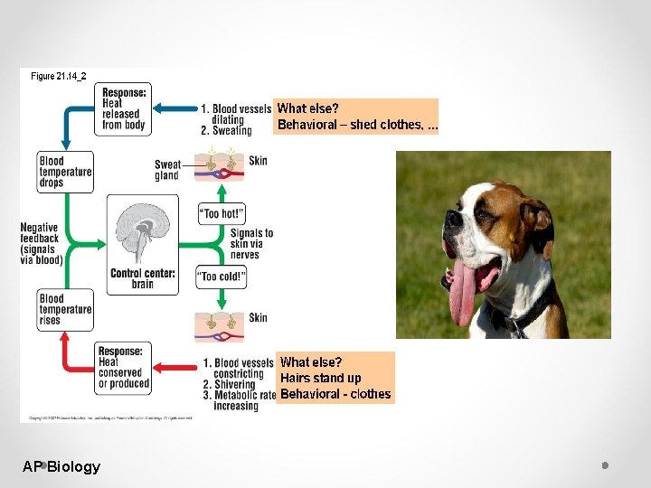 AP Biology AP Biology