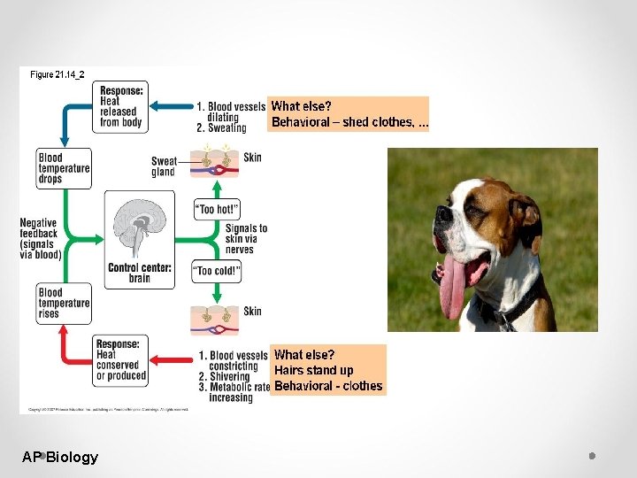 AP Biology 