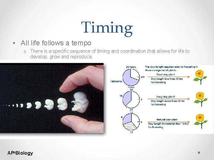 Timing • All life follows a tempo o There is a specific sequence of
