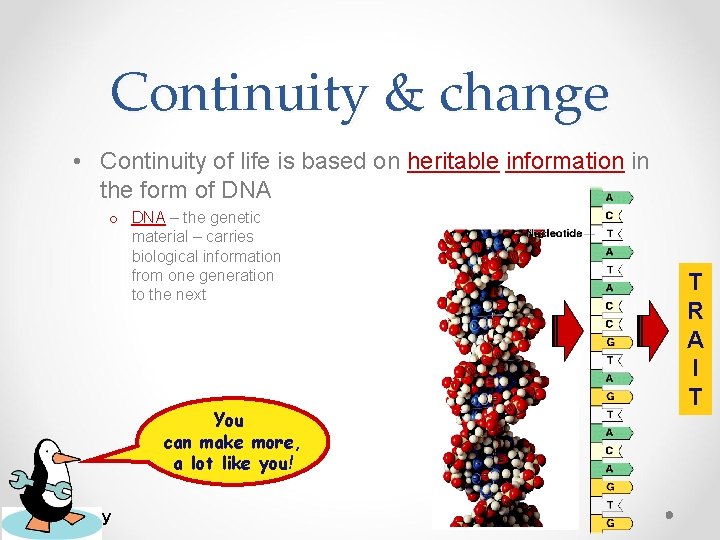 Continuity & change • Continuity of life is based on heritable information in the