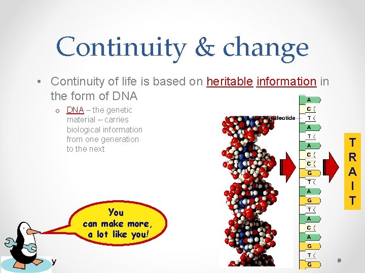 Continuity & change • Continuity of life is based on heritable information in the Continuity & change • Continuity of life is based on heritable information in the