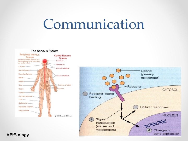 Communication AP Biology 
