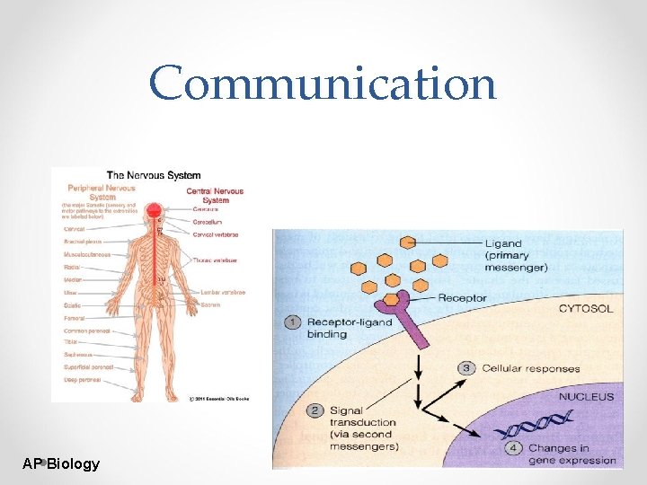 Communication AP Biology Communication AP Biology