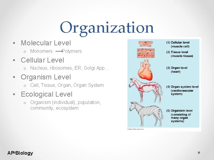 Organization • Molecular Level o Monomers Polymers • Cellular Level o Nucleus, ribosomes, ER, Organization • Molecular Level o Monomers Polymers • Cellular Level o Nucleus, ribosomes, ER,