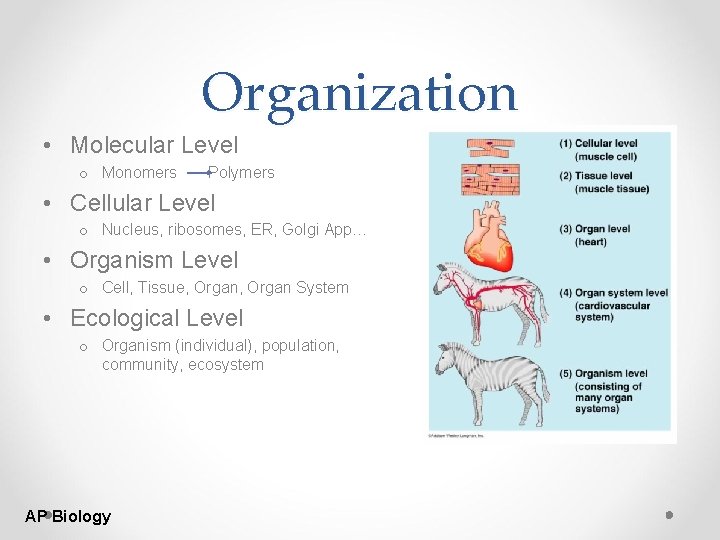 Organization • Molecular Level o Monomers Polymers • Cellular Level o Nucleus, ribosomes, ER,