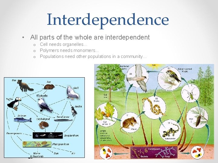 Interdependence • All parts of the whole are interdependent o Cell needs organelles… o