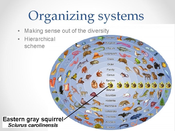 Organizing systems • Making sense out of the diversity • Hierarchical scheme Eastern gray