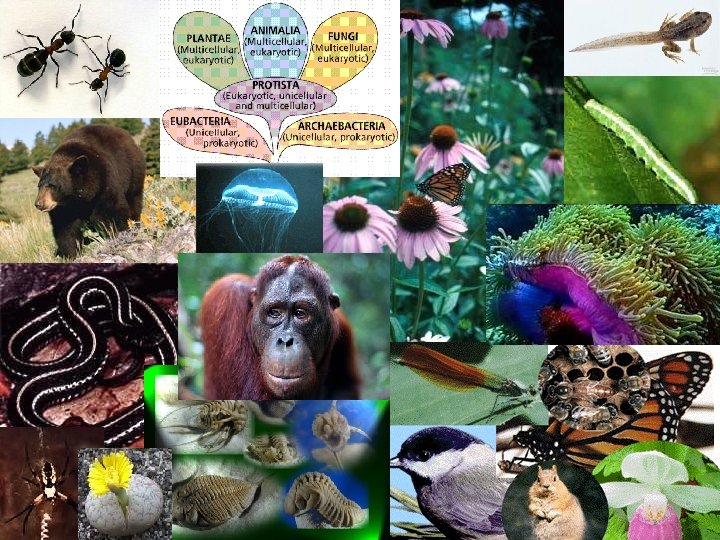 AP Biology AP Biology