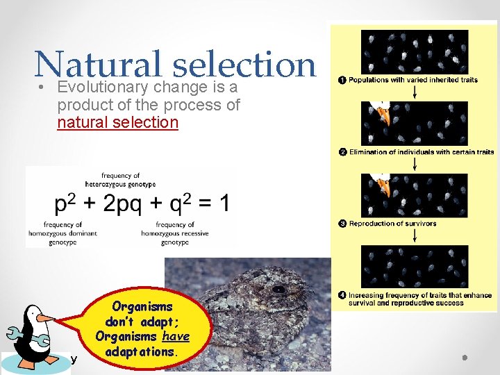 Natural selection • Evolutionary change is a product of the process of natural selection