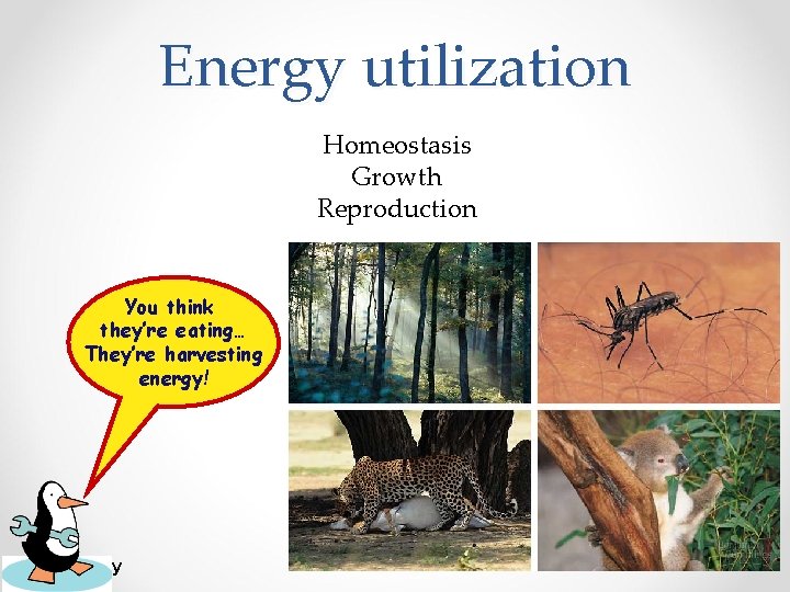 Energy utilization Homeostasis Growth Reproduction You think they’re eating… They’re harvesting energy! AP Biology