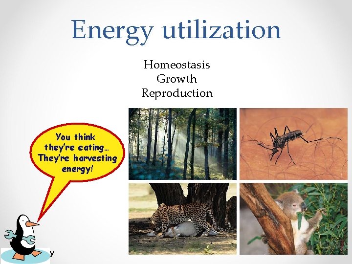 Energy utilization Homeostasis Growth Reproduction You think they’re eating… They’re harvesting energy! AP Biology Energy utilization Homeostasis Growth Reproduction You think they’re eating… They’re harvesting energy! AP Biology
