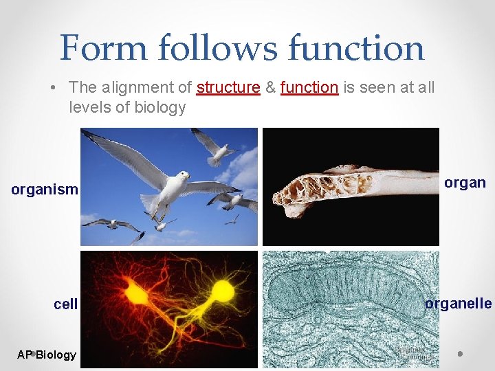 Form follows function • The alignment of structure & function is seen at all