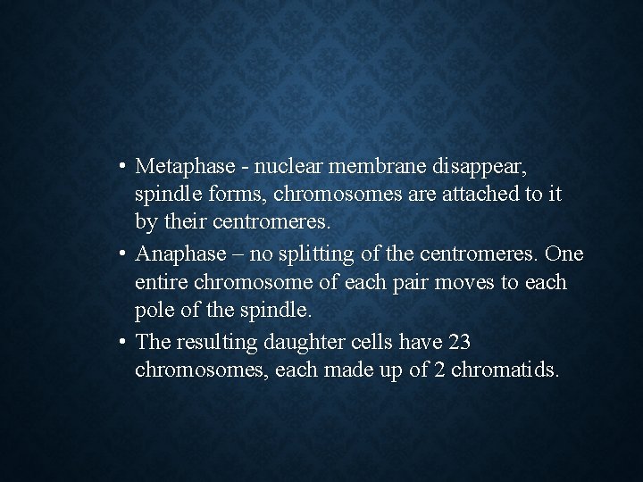  • Metaphase - nuclear membrane disappear, spindle forms, chromosomes are attached to it